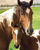 Mare and Foal Posters