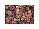 Plantas carnosas Lámina giclée por David Winston