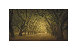 Evergreen, New Alley, Right Side Giclee Print by William Guion
