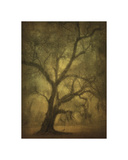 Avery Island Oaks, Study 12 Giclee Print by William Guion