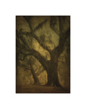Avery Island Oaks, Study 2 Giclee Print by William Guion
