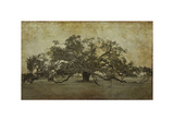 Sugarmill Oak, Louisiana Giclée-Druck von William Guion