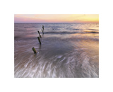 Ancient Dock at Fortescue Giclee Print by Derek Jecxz