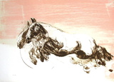 Galop Limited Edition by Ahmed Shahabuddin