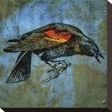 Red Wing Blackbird No. 1 Reproduction transférée sur toile par John Golden