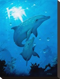 Dolphins Stretched Canvas Print by Dan Scholz