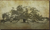Sugarmill Oak, Louisiana Stretched Canvas Print by William Guion