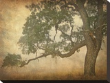 Oak in Fog, Study 1 Stretched Canvas Print by William Guion