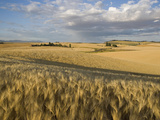 Gield of 6 Row Barley Ripening in the Afternoon Sun, Spokane County, Washington, Usa Photographic Print by Greg Probst