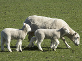 Sheep and Lambs, Near Dunedin, Otago, South Island, New Zealand Photographic Print by David Wall