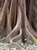 Buttress Root and Trunk Detail of a Ceiba Tree in Corcovado National Park, Costa Rica Photographic Print by Jim Goldstein