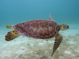 Green Turtle, Sian Ka'An Biosphere Reserve, Quintana Roo, Yucatan Peninsula, Mexico Photographic Print by Pete Oxford