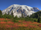 Paradise Valley and Mt. Rainier, Mt. Rainier National Park, Washington, Usa Photographic Print by Jamie & Judy Wild