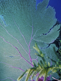 Underwater, Bonaire, Netherlands Antilles Fotografisk trykk av Connie Bransilver