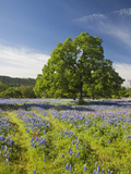 Lone Oak Standing in Field of Wildflowers with Tracks Leading by Tree, Texas Hill Country, Usa Photographic Print by Julie Eggers