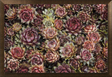Succulents Framed Canvas Print by David Winston