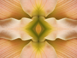 Flipped Pattern, Hybrid Daylily Photographic Print by Adam Jones