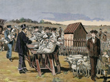 French Chemist and Bacteriologist. Vaccination of Sheep Against Anthrax, Agerville, France, 1884 Fotografisk tryk af Prisma Archivo