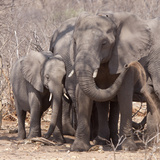 Mother and Baby Elephant Preparing for a Dust Bath, Chobe National Park, Botswana Photographic Print by Wendy Kaveney