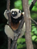 Propithecus Sifaka Lemur, Madagascar Fotografisk trykk av Connie Bransilver