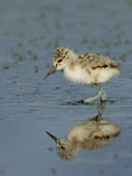 American Avocet Chick, Baylands, Palo Alto, California, Usa Photographic Print by Rebecca Jackrel