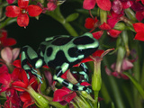 Green and Black Dart Frog, Costa Rica Photographie par Adam Jones