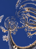 Skyward View of Cow Parsnip in Winter Covered in Morning Frost, Homer, Alaska, Usa Photographic Print by Adam Jones
