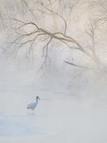 Hooded Crane Walks Through a Cold River under Hoarfrost-Covered Trees, Tsurui, Hokkaido, Japan Photographie par Josh Anon