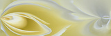White Rose Close-Up Photographic Print by Adam Jones