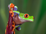 Red-Eyed Tree Frog Photographic Print by Adam Jones