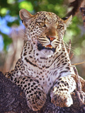 Wild Leopard, Okvango Delta, Botswana Fotografisk trykk av Connie Bransilver