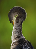Everglades National Park Wild Birds, Florida, Usa Photographie par Connie Bransilver