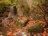 Japanese Garden, Washington Park Arboretum, Seattle, Washington, Usa Photographic Print by Jamie & Judy Wild