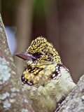 D'Arnaud's Barbet, Tanzania Fotografisk trykk av Connie Bransilver