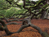 Historic Angel Oak Tree, Charleston, South Carolina, Usa Photographic Print by Joanne Wells