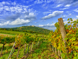Vienna Vineyards, Austria Photographic Print by Richard Duval