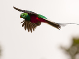 Resplendent Quetzal in Flight, Costa Rica Photographie par Cathy & Gordon Illg