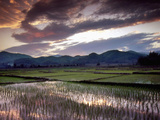 Rice Paddy Refects the Evening Skynear Kyaing Tong, Burma Photographic Print by Brian McGilloway