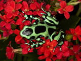 Green and Black Dart Frog, Costa Rica Photographic Print by Adam Jones