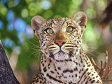 Wild Leopard, Okvango Delta, Botswana Photographic Print by Connie Bransilver