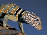 Ollard Lizard Photographic Print by Claudia Adams