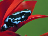 Blue and Black Poison Dart Frog, Panama Blue Photographic Print by Adam Jones