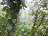 Monteverde Cloud Forest Reserve, Selvatura Adventure Park, Costa Rica Photographie par Jim Goldstein