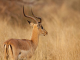 Impala in Tall Bushman Grass, Mahango Game Reserve, Namibia Photographic Print by Wendy Kaveney