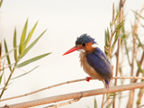 Close-Up of Malachite Kingfisher, Chobe National Park, Botswana Photographic Print by Wendy Kaveney