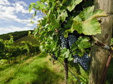 Late Summer Wine Scenes from Tuscany, Italy Photographic Print by Richard Duval