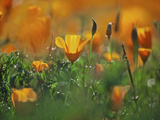 California Poppies, California, Usa Photographic Print by Connie Bransilver
