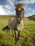 Frontal View of Icelandic Horse Next to Barbed-Wire Fence, Reykjavik, Iceland Photographic Print by Josh Anon