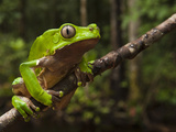 Giant Leaf Frog in the Rainforest, Iwokrama Reserve, Guyana Photographic Print by Pete Oxford