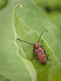 Long-Horned Milkweed Beetle, Jenson Lake Park, Eagan, Minnesota, Usa Photographie par Rob Sheppard